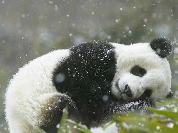 <strong></img>10 careers related to animals that you will love to study</strong>